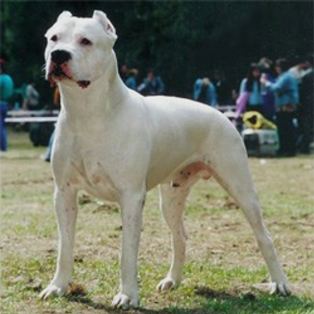 Dogue Argentino
