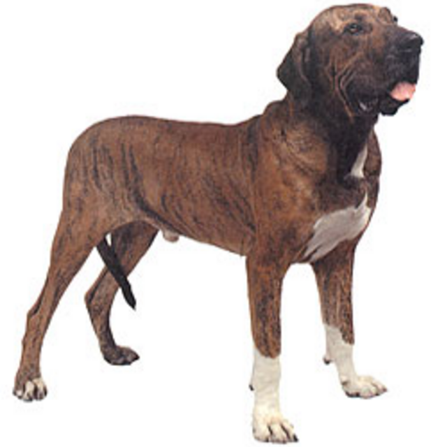 Cão de Fila Brasileiro